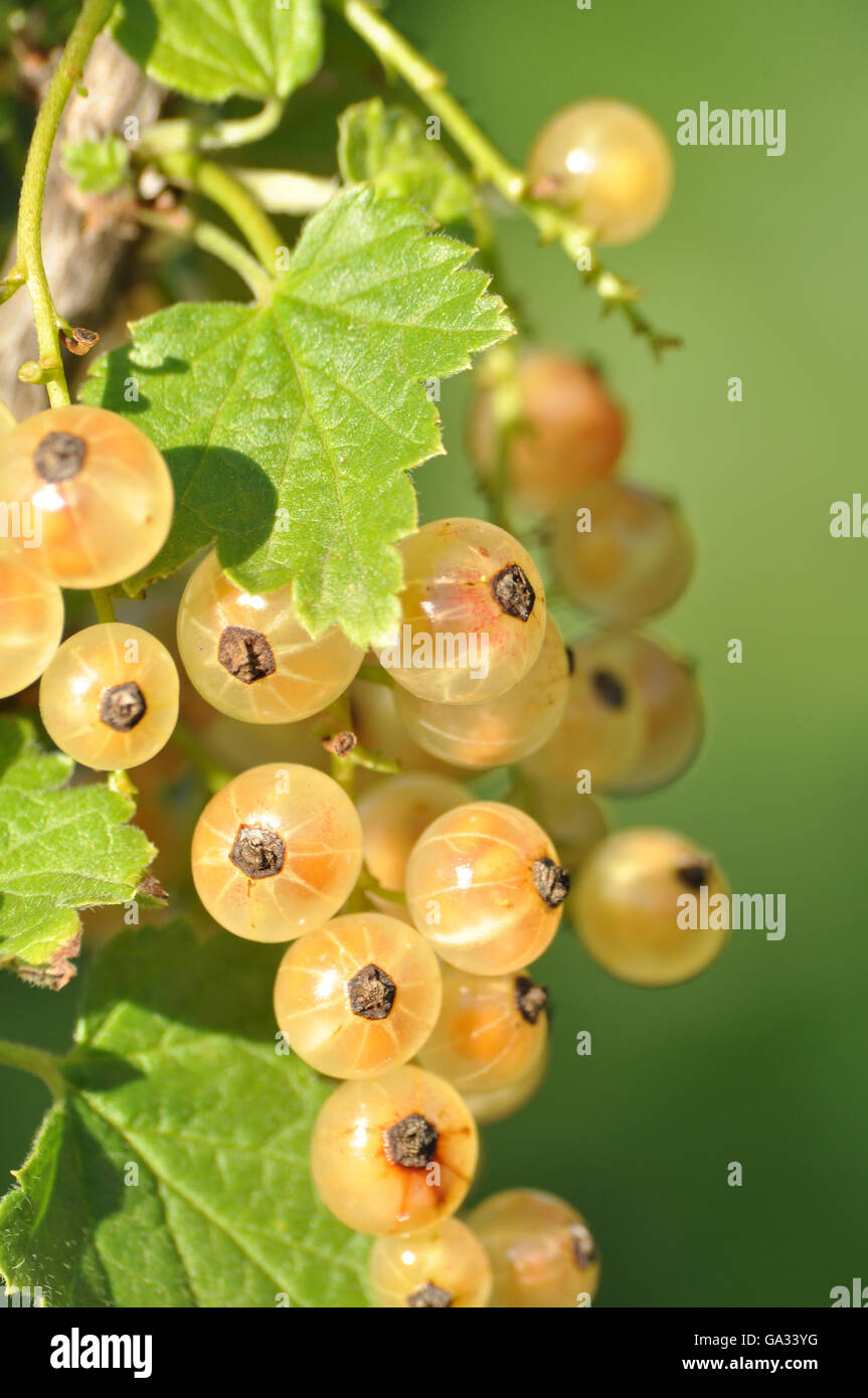 Ramo di ribes bianco luminoso con bacche mature Foto Stock