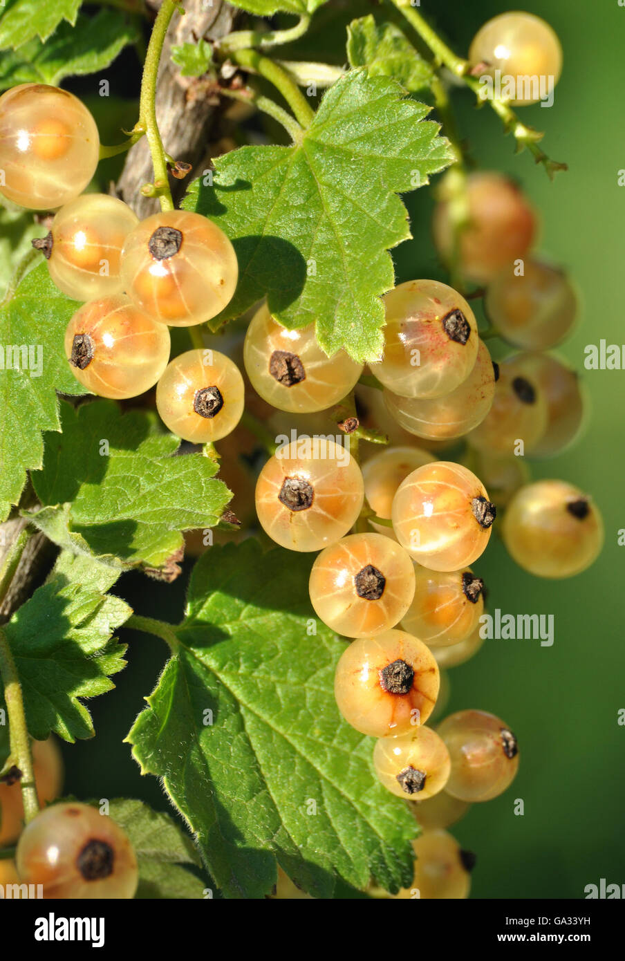 Ramo di ribes bianco luminoso con bacche mature Foto Stock