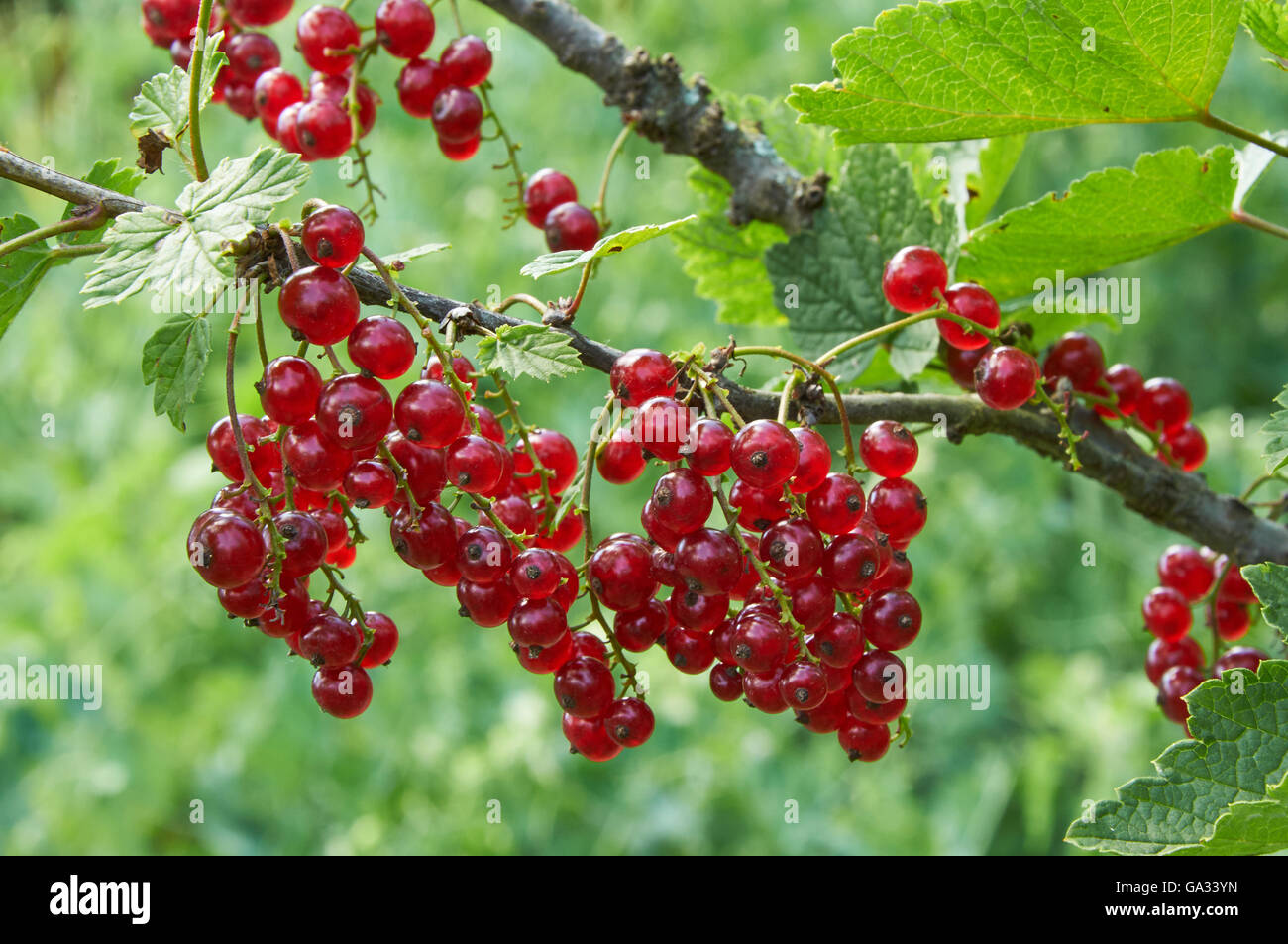 Ramo di ribes rosso luminoso con bacche mature Foto Stock