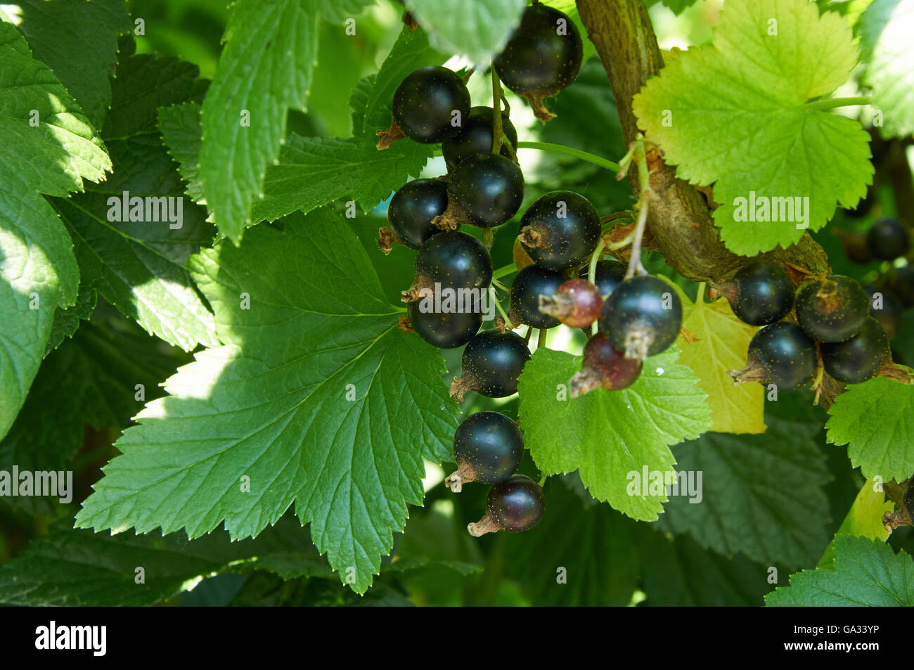 Bacche mature di ribes sulla boccola Foto Stock