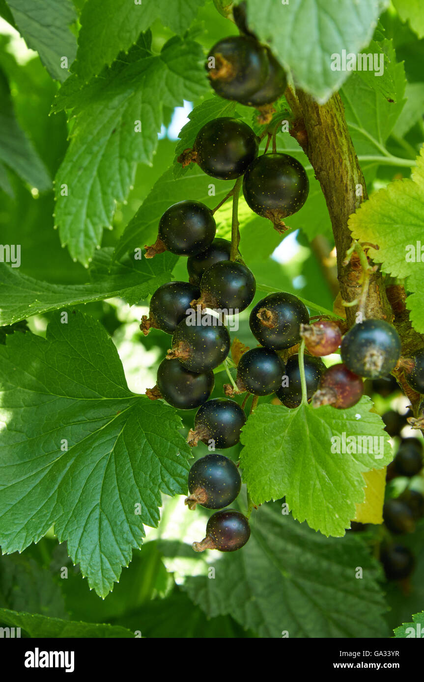 Bacche mature di ribes sulla boccola Foto Stock