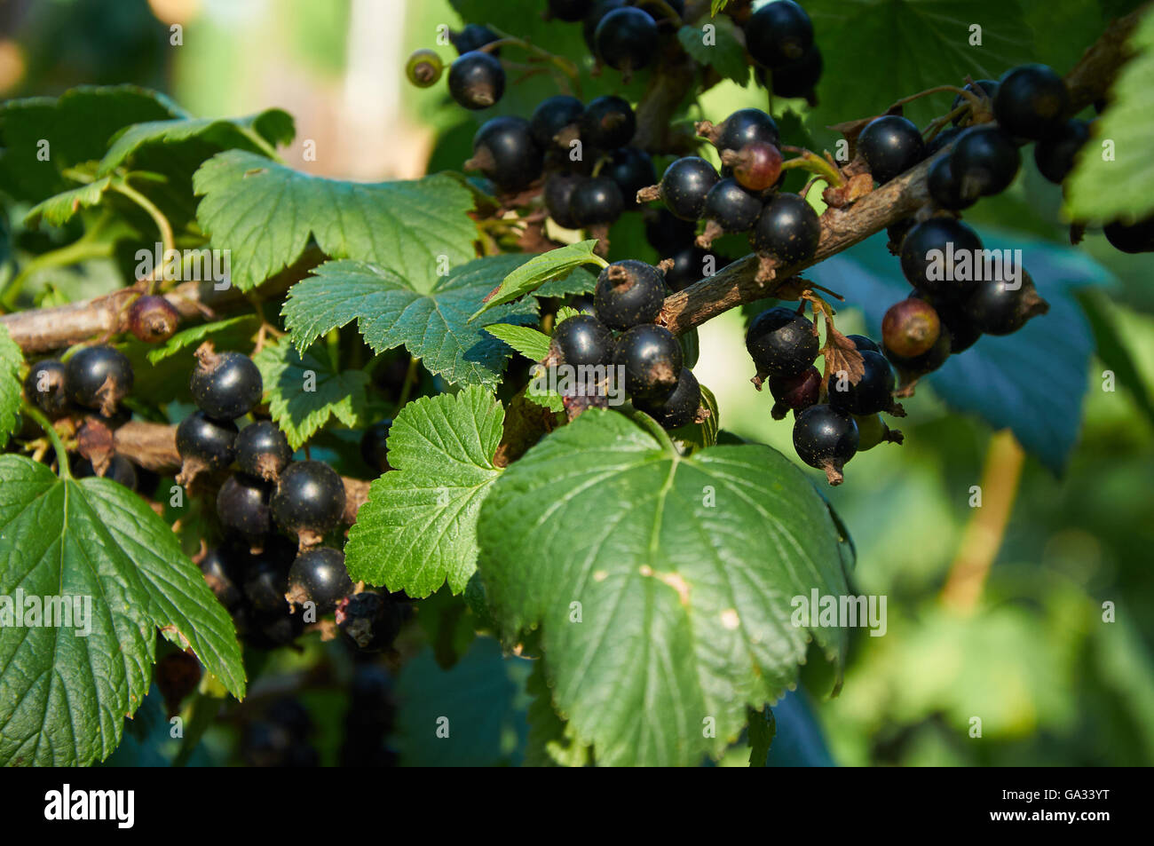 Bacche mature di ribes sulla boccola Foto Stock