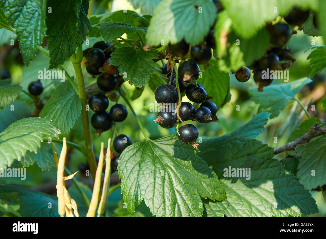 Bacche mature di ribes sulla boccola Foto Stock