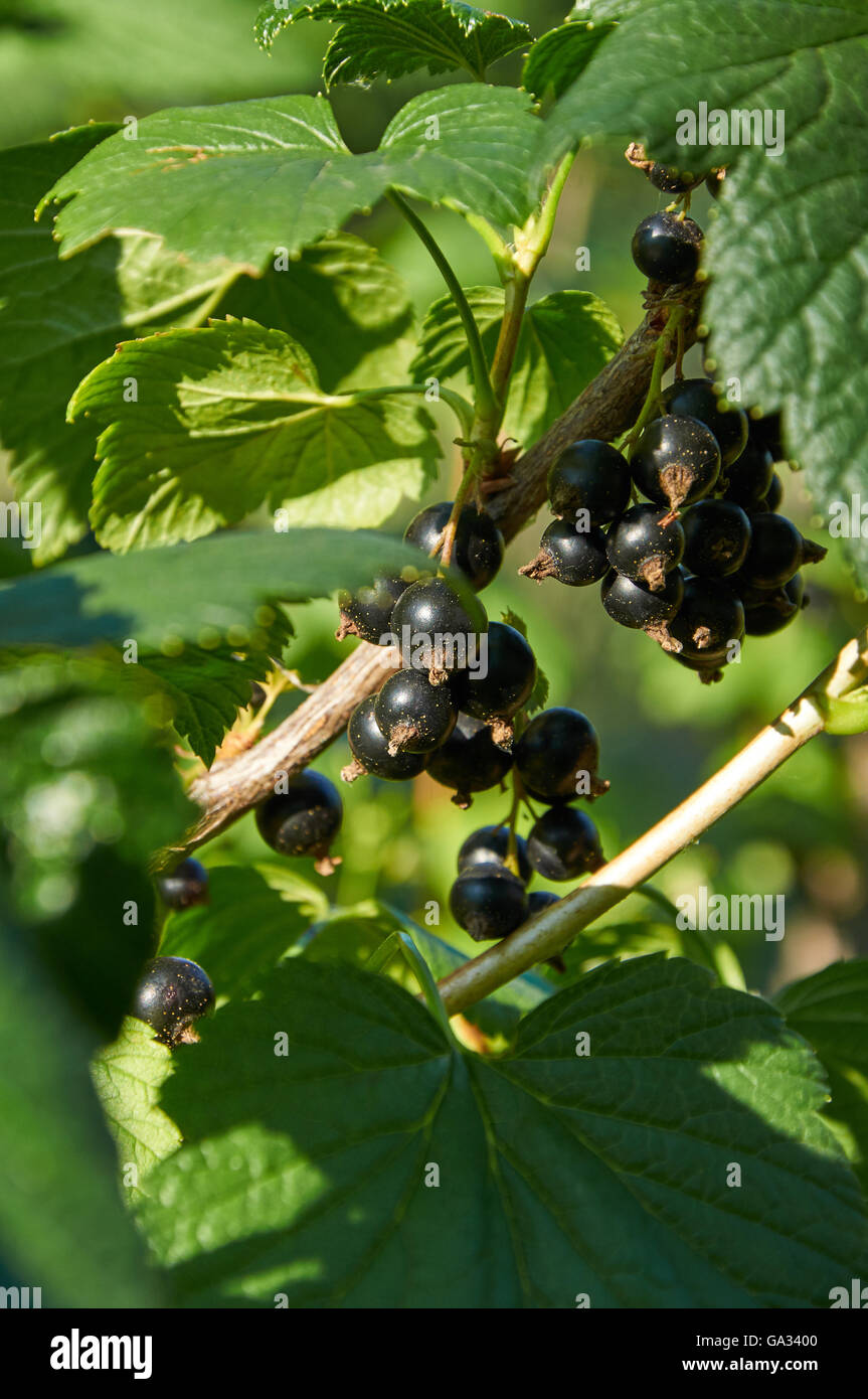 Bacche mature di ribes sulla boccola Foto Stock