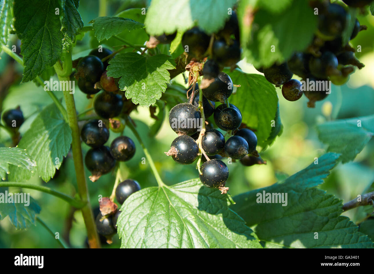 Bacche mature di ribes sulla boccola Foto Stock