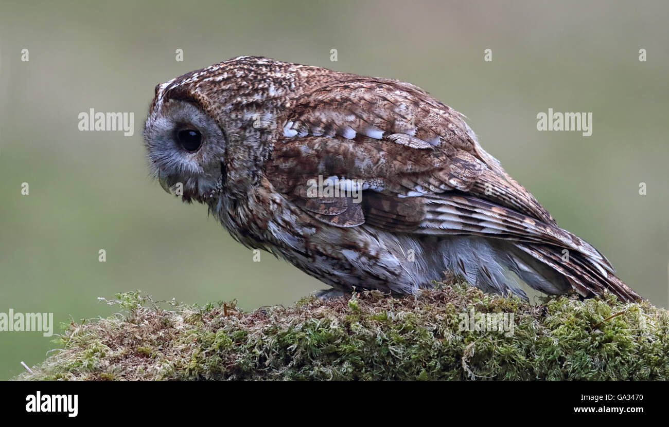 Allocco (Strix aluco) appollaiato su un albero di muschio filiale. Gli uccelli selvatici non è prigioniera. Preso in Scozia. Foto Stock