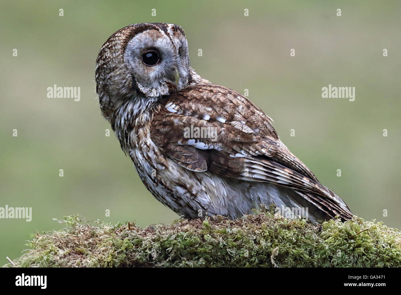 Allocco (Strix aluco) appollaiato su un albero di muschio filiale. Gli uccelli selvatici non è prigioniera. Preso in Scozia. Foto Stock