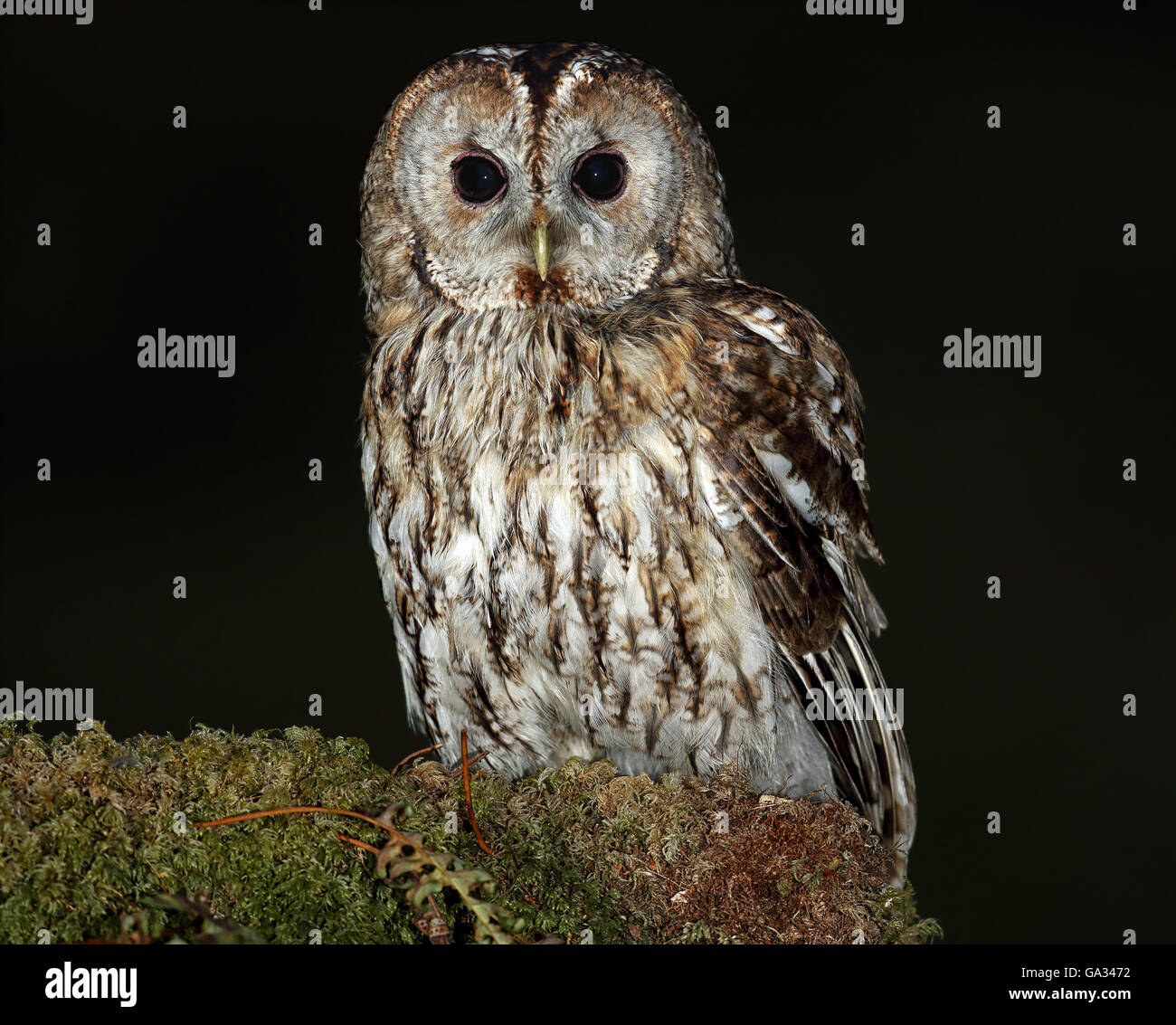 Allocco (Strix aluco) appollaiato su un albero di muschio filiale. Gli uccelli selvatici non è prigioniera. Preso in Scozia. Foto Stock
