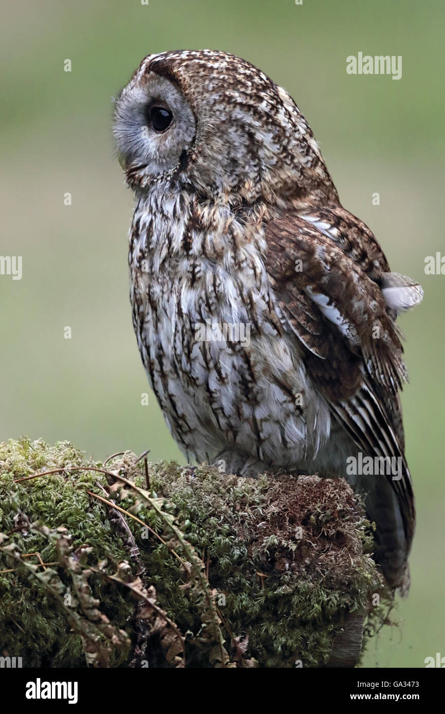 Allocco (Strix aluco) appollaiato su un albero di muschio filiale. Gli uccelli selvatici non è prigioniera. Preso in Scozia. Foto Stock