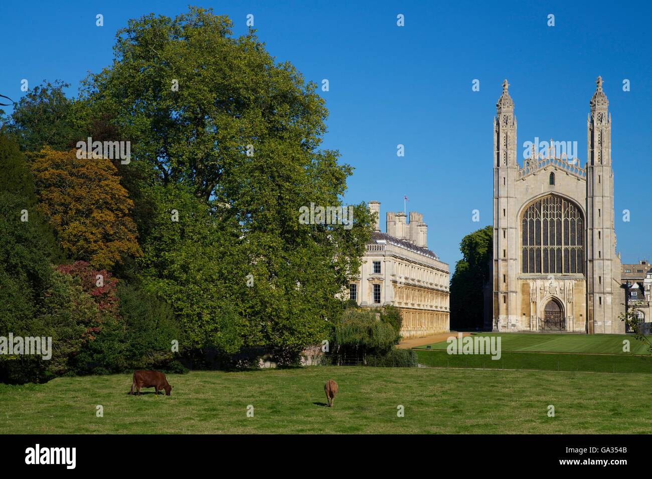 Il pascolo di bestiame vicino al fiume Cam, King's College di Cambridge University, Cambridgeshire, Inghilterra, Regno Unito, GB, Europa Foto Stock