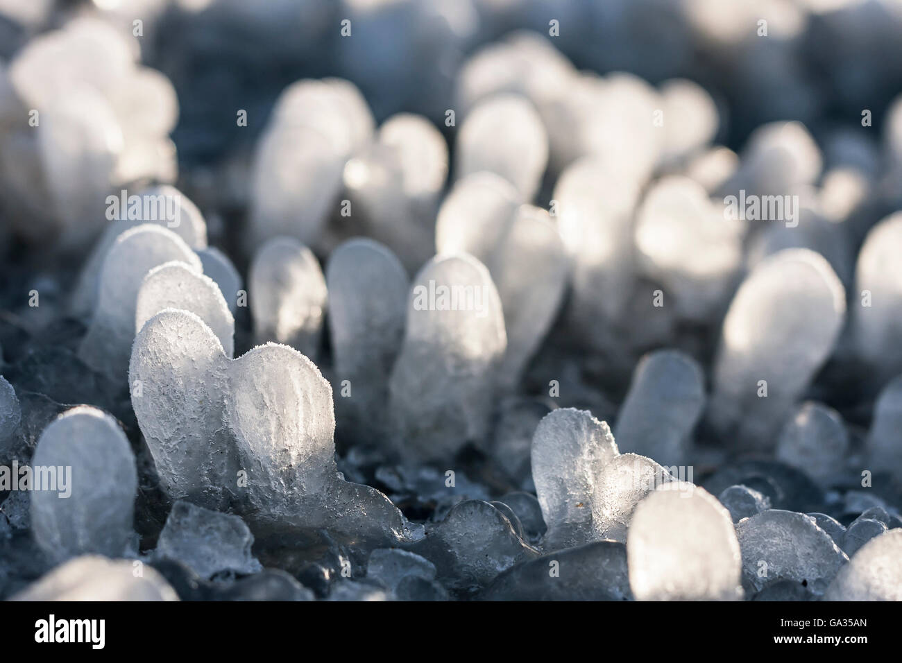 Poco round ghiaccioli formata intorno a foglie di erba sul terreno Foto Stock