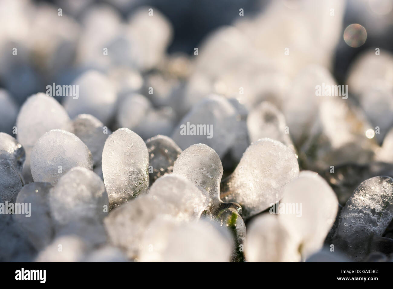 Poco round ghiaccioli formata intorno a foglie di erba sul terreno Foto Stock