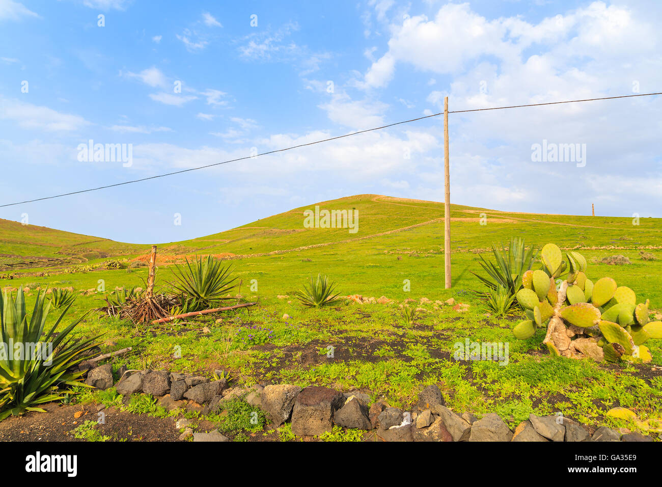 Verde campo di allevamento sulle colline, Lanzarote, Spagna Foto Stock