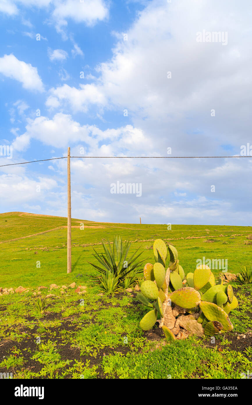 Verde campo di allevamento sulle colline, Lanzarote, Spagna Foto Stock