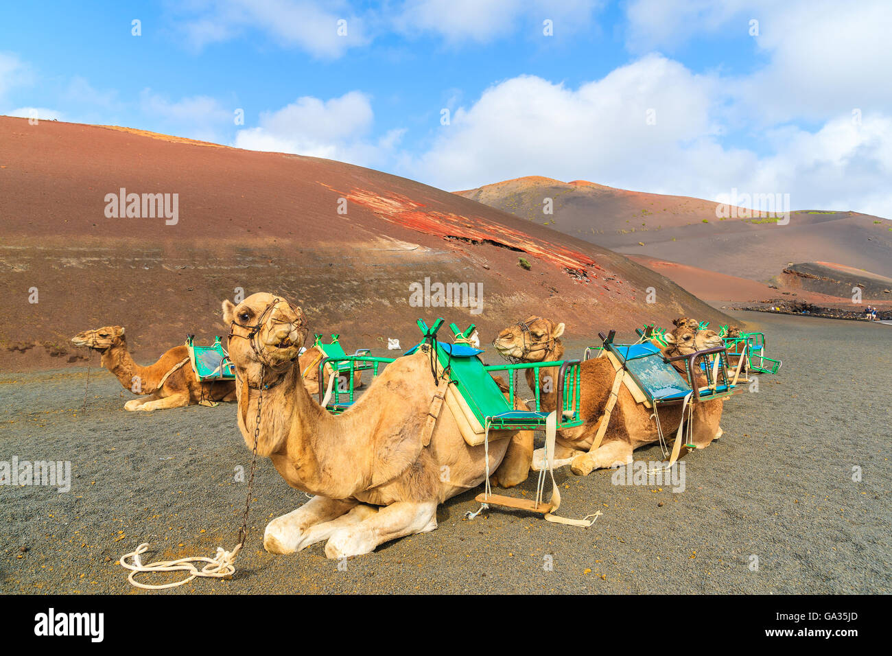 Cammelli nel Parco Nazionale di Timanfaya in attesa per i turisti, Lanzarote, Isole Canarie, Spagna Foto Stock