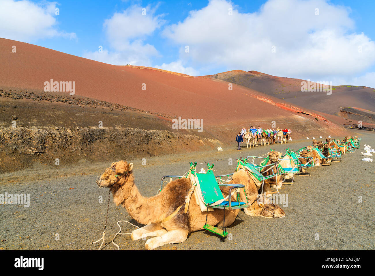 Parco Nazionale di Timanfaya, Lanzarote Island - Jan 14, 2015: cammelli nel Parco Nazionale di Timanfaya in attesa per i turisti prima di portarli in giro per le montagne vulcaniche. Camel trek è popolare attrazione. Foto Stock