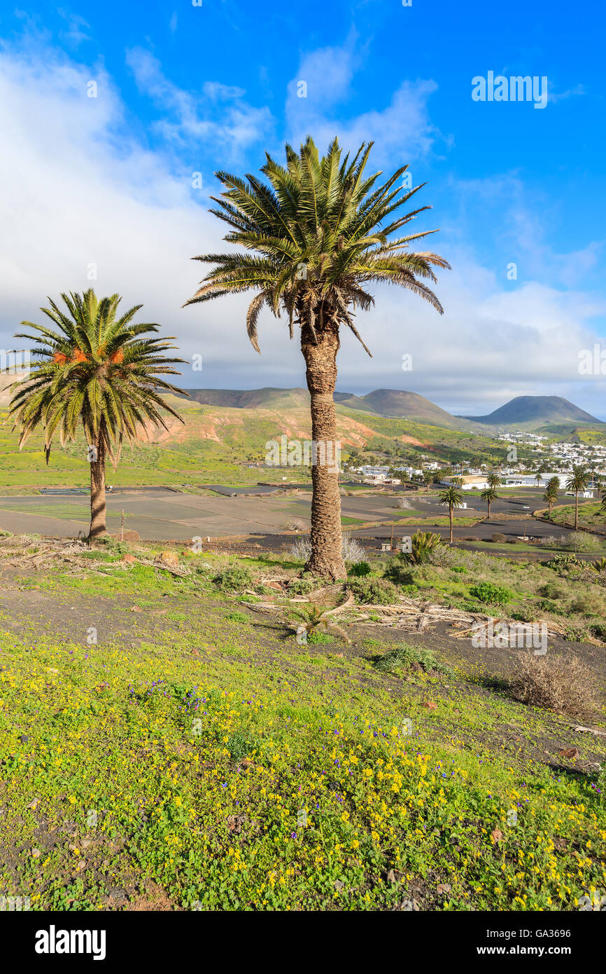 Le palme in Haria villaggio di montagna, Lanzarote, Isole Canarie, Spagna Foto Stock