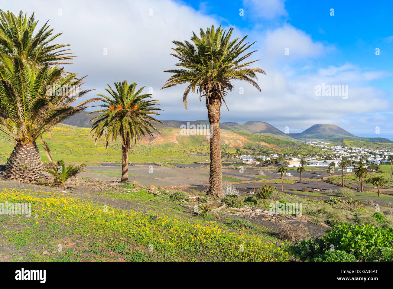 Le palme in Haria villaggio di montagna, Lanzarote, Isole Canarie, Spagna Foto Stock