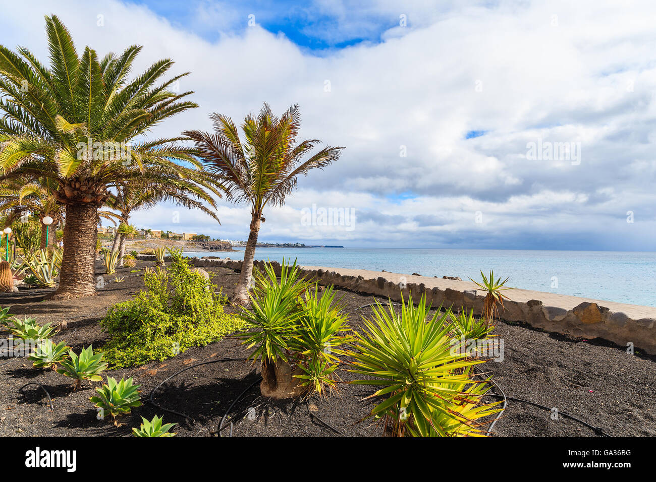 Alberi di palma tropicali su Playa Blanca passeggiata costiera lungo l'oceano, Lanzarote, Isole Canarie, Spagna Foto Stock
