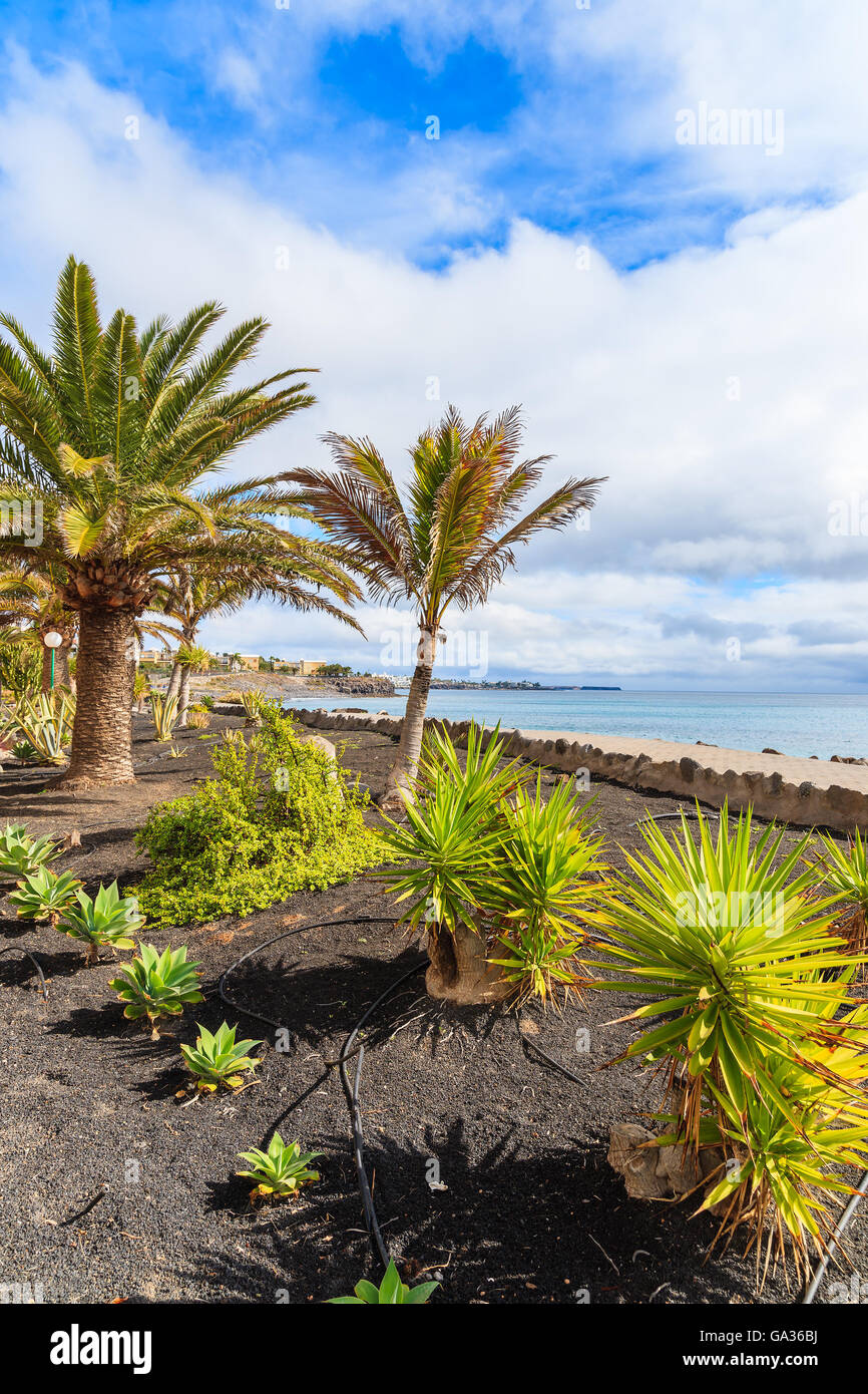 Alberi di palma tropicali su Playa Blanca passeggiata costiera lungo l'oceano, Lanzarote, Isole Canarie, Spagna Foto Stock