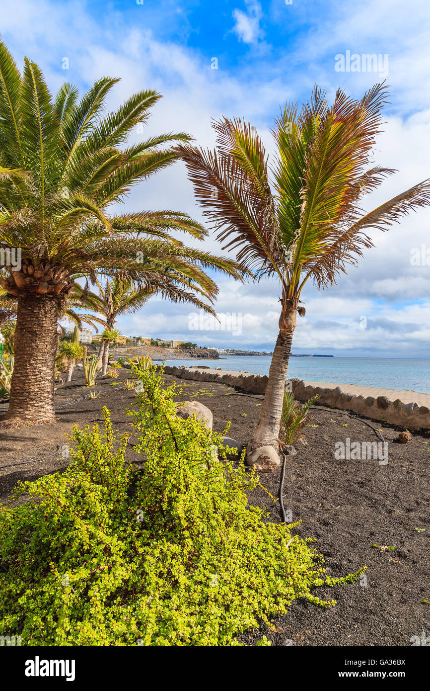 Alberi di palma tropicali su Playa Blanca passeggiata costiera lungo l'oceano, Lanzarote, Isole Canarie, Spagna Foto Stock