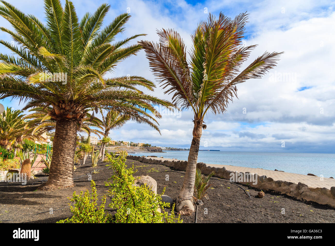 Alberi di palma tropicali su Playa Blanca passeggiata costiera lungo l'oceano, Lanzarote, Isole Canarie, Spagna Foto Stock