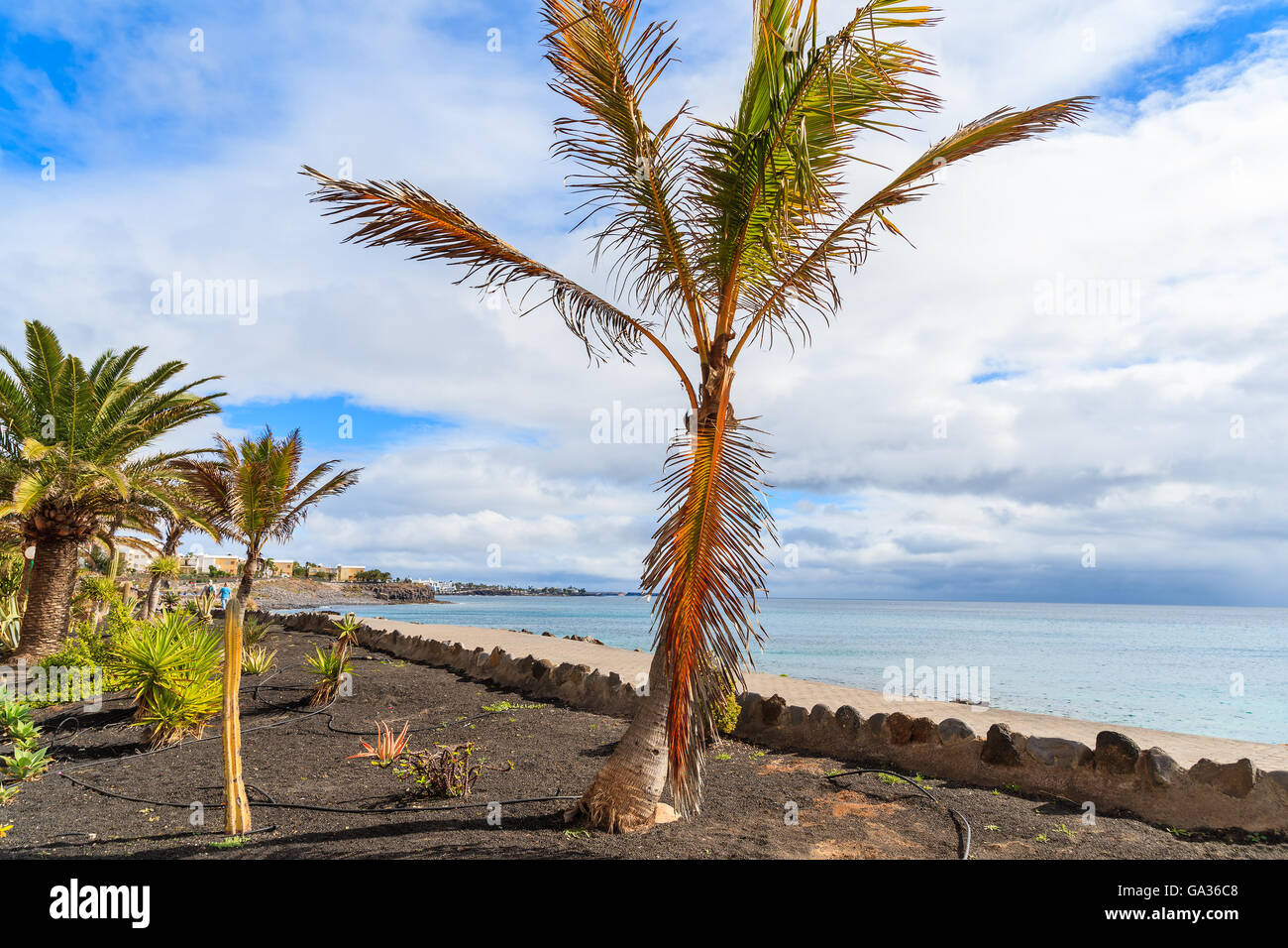 Alberi di palma tropicali su Playa Blanca passeggiata costiera lungo l'oceano, Lanzarote, Isole Canarie, Spagna Foto Stock