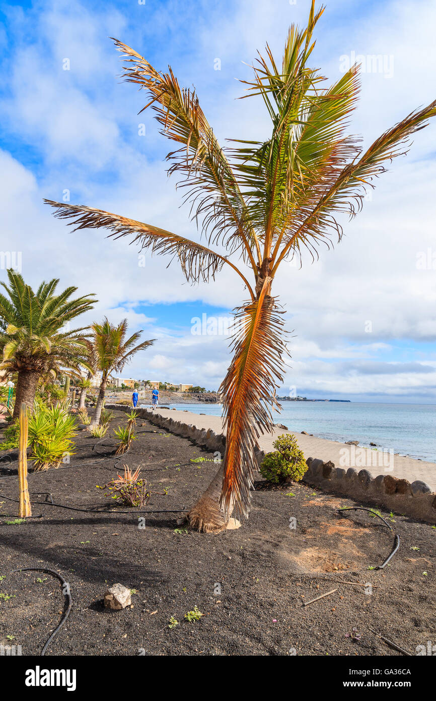 Alberi di palma tropicali su Playa Blanca passeggiata costiera lungo l'oceano, Lanzarote, Isole Canarie, Spagna Foto Stock