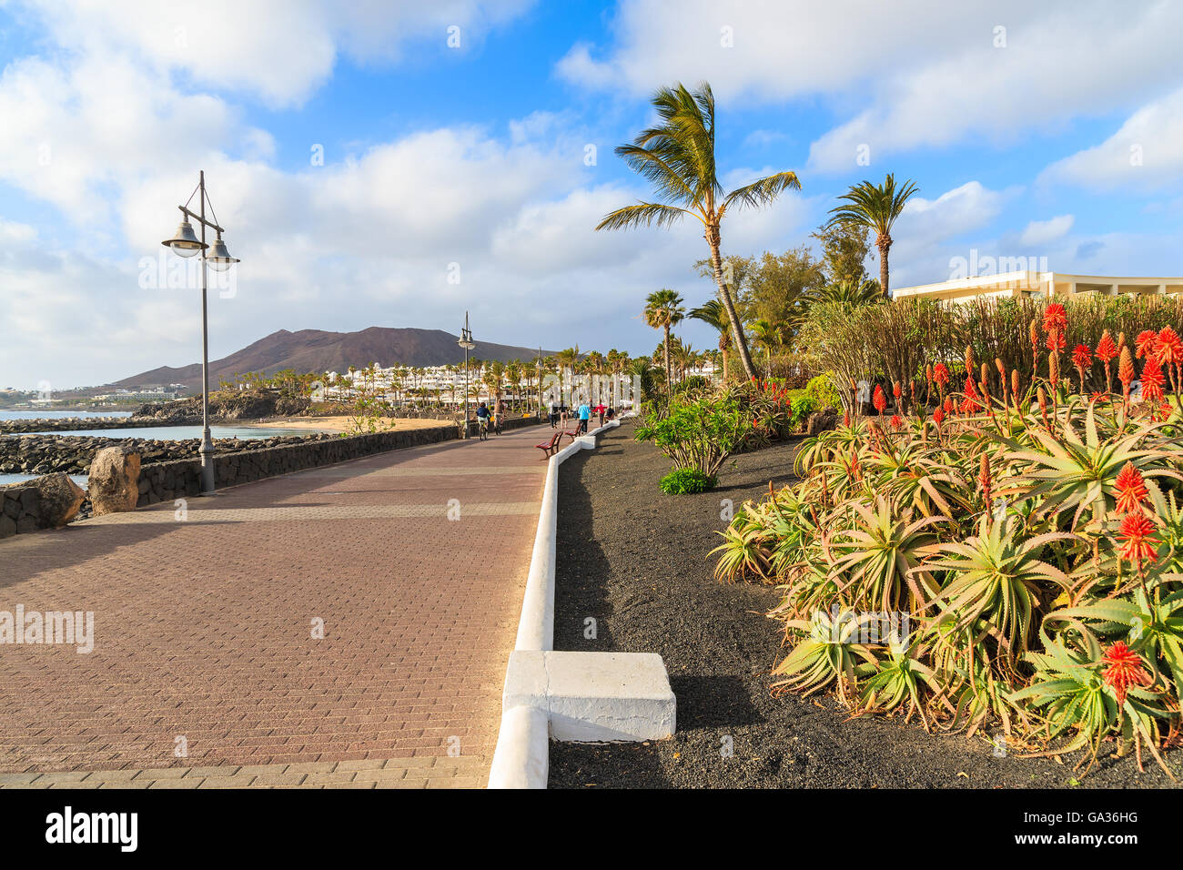 Fiori tropicali sulla passeggiata costiera lungo l'oceano in Playa Blanca Holiday town, Lanzarote, Isole Canarie, Spagna Foto Stock