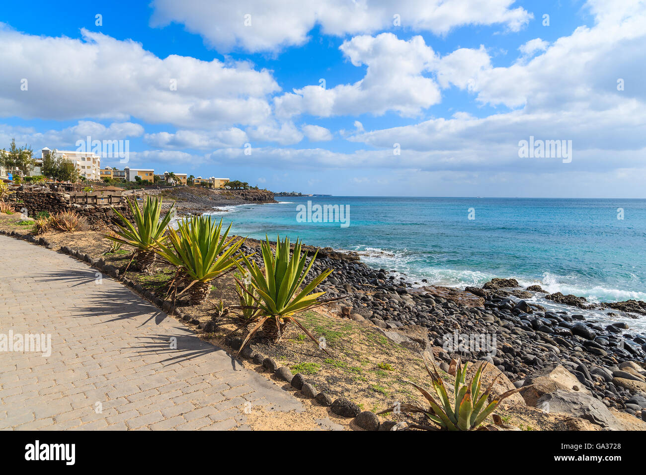 Piante tropicali su Playa Blanca passeggiata costiera, Lanzarote, Isole Canarie, Spagna Foto Stock