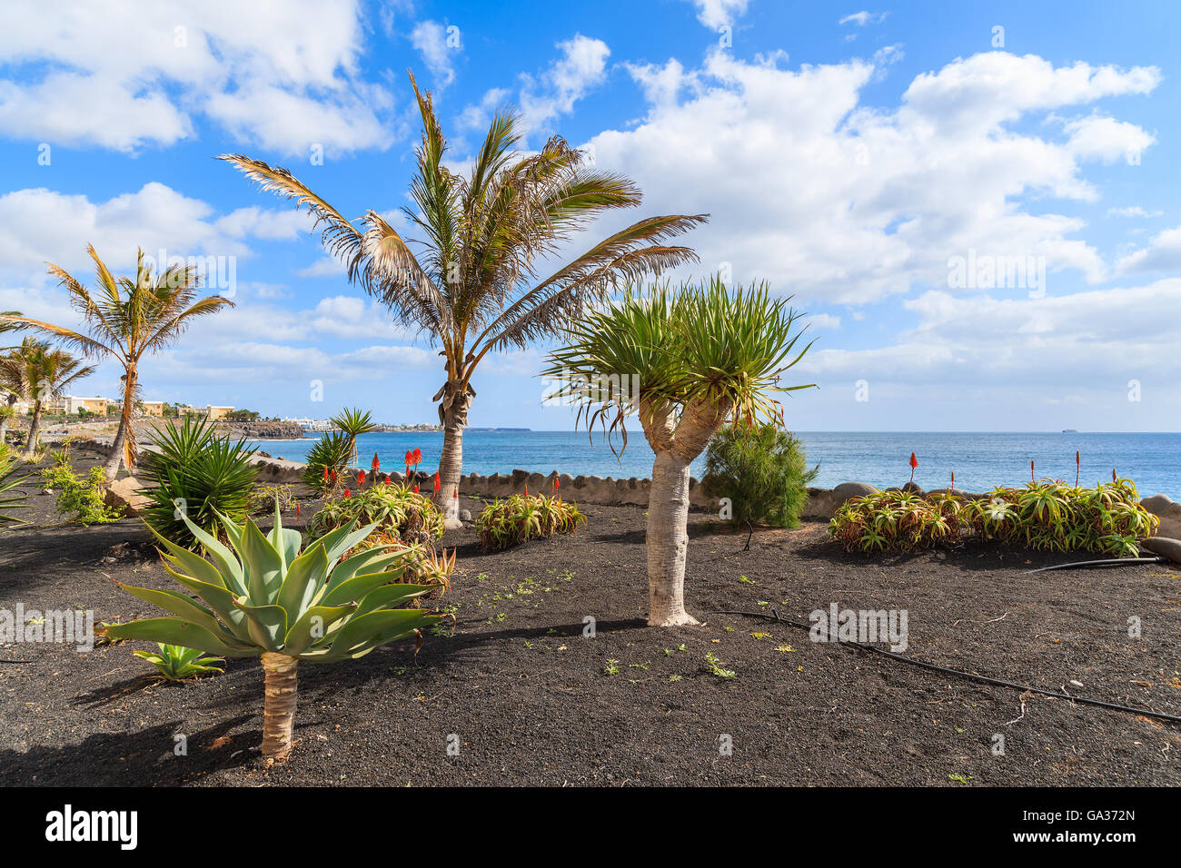 Alberi di palma tropicali su Playa Blanca passeggiata costiera lungo l'oceano, Lanzarote, Isole Canarie, Spagna Foto Stock
