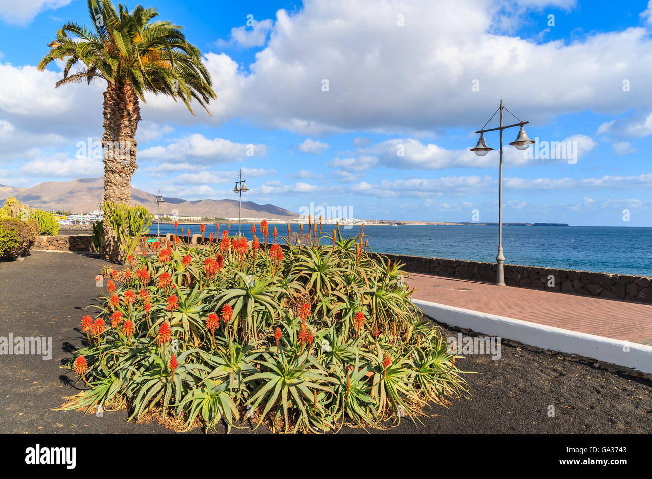 Fiori tropicali sulla passeggiata costiera lungo l'oceano in Playa Blanca, Lanzarote, Isole Canarie, Spagna Foto Stock