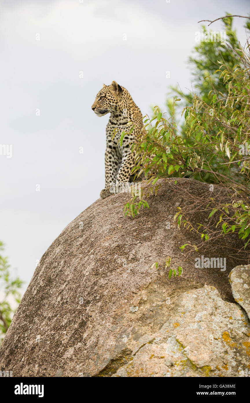 Giovani Leopard (Panthera pardus), il Parco Nazionale del Serengeti, Tanzania Foto Stock
