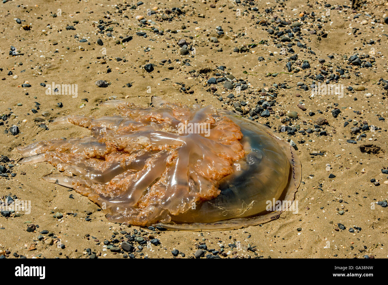 Canna Medusa lavato fino sulla spiaggia di alta marea in South Wales UK Foto Stock