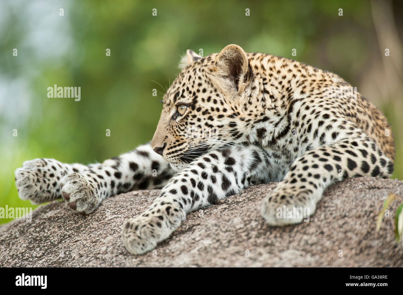 Giovani Leopard (Panthera pardus), il Parco Nazionale del Serengeti, Tanzania Foto Stock