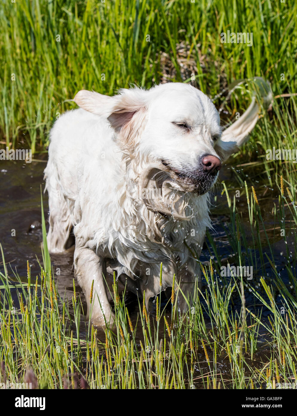 Color platino Golden Retriever cane agitando l'acqua in un stagno Foto Stock