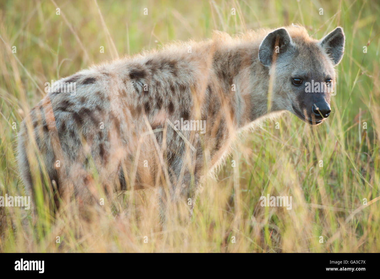 Spotted hyena (Crocuta crocuta), il Parco Nazionale del Serengeti, Tanzania Foto Stock