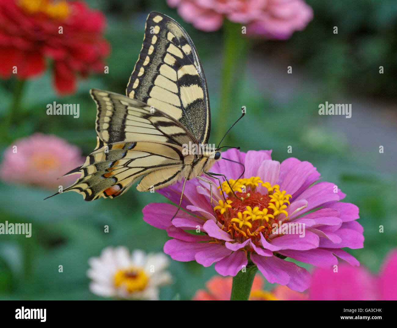 Papilio Machaon farfalla sulla zinnia fiore Foto Stock