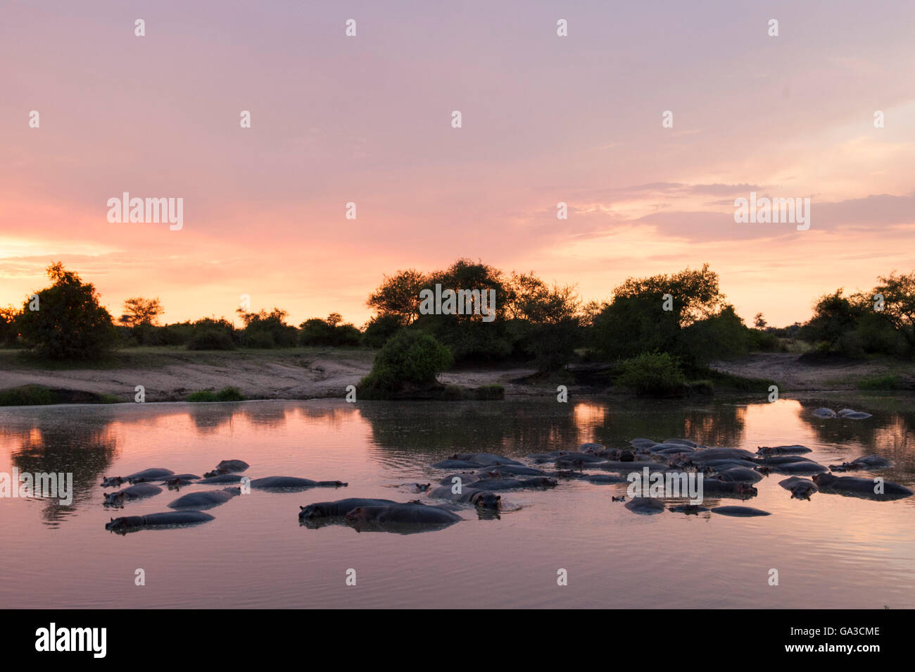 Ippopotamo al tramonto nel fiume Grumeti (Hippopotamus amphibius), il Parco Nazionale del Serengeti, Tanzania Foto Stock