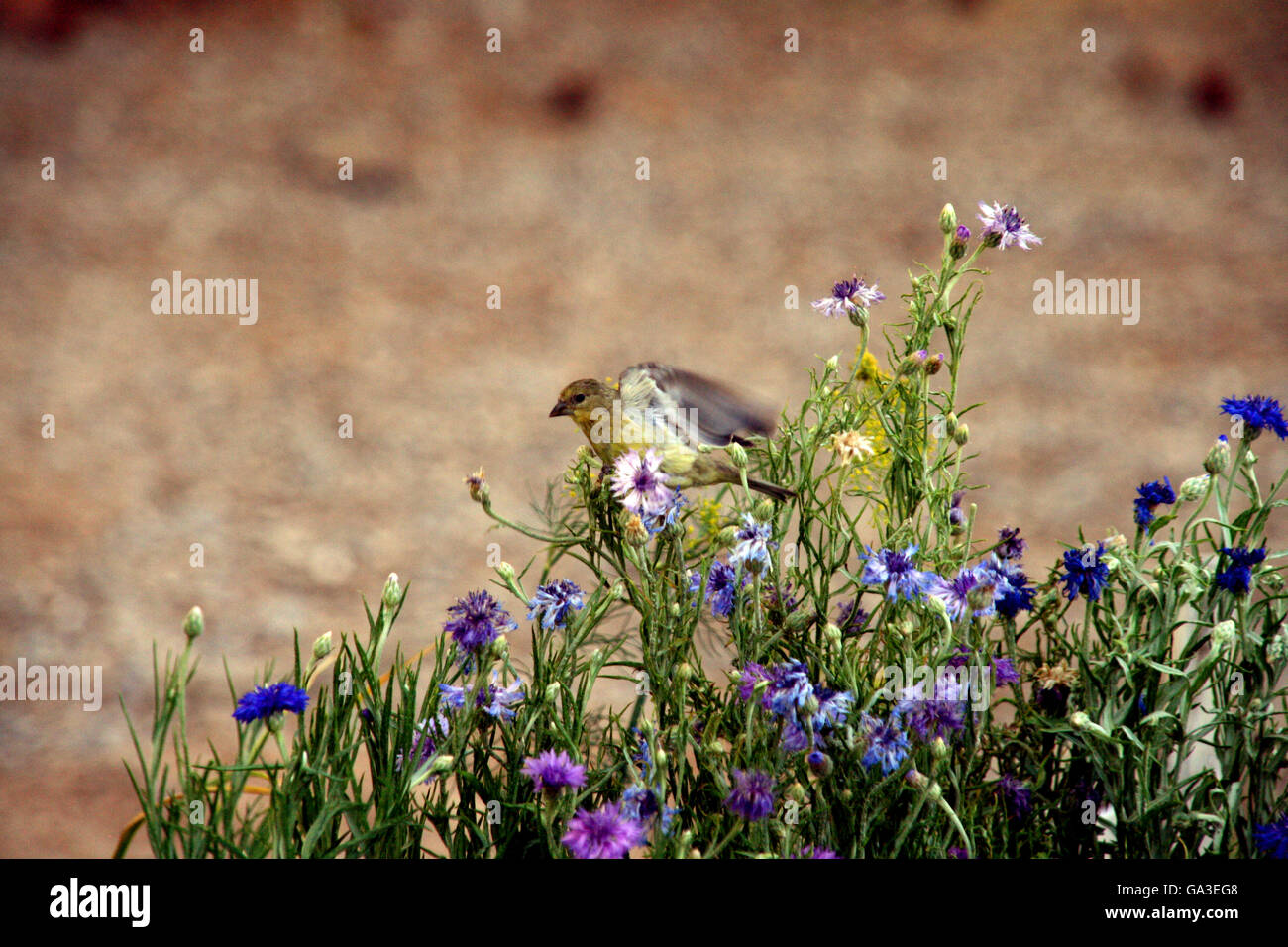 Minor Cardellino (Carduelis psaltria) Foto Stock