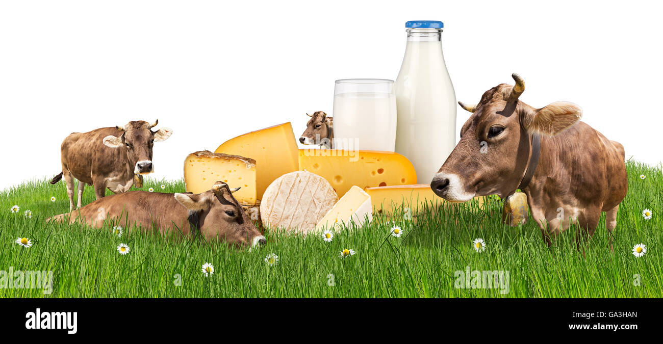 Gruppo di mucche sul prato verde con bottiglia di latte in vetro e formaggio isolato su sfondo bianco Foto Stock