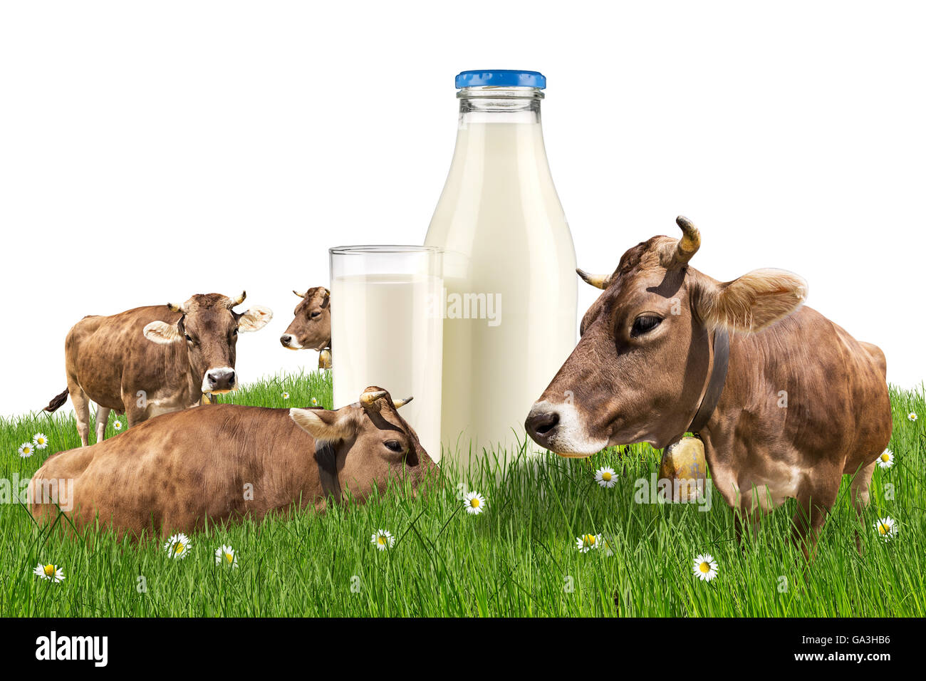 Gruppo di mucche sul prato verde con bottiglia di latte e vetro isolato su sfondo bianco Foto Stock