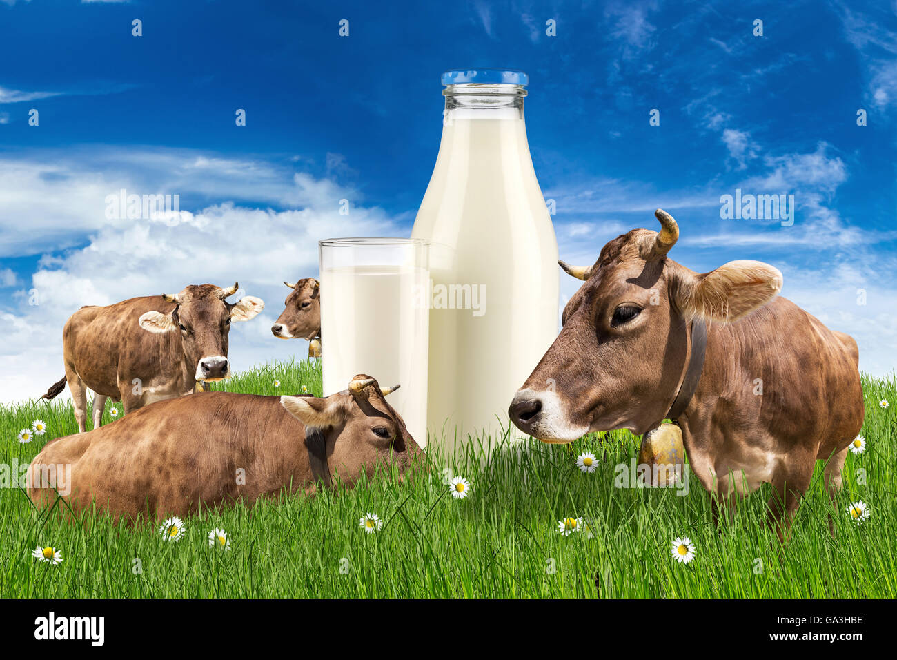 Gruppo di mucche sul prato verde con bottiglia di latte e il vetro nella parte anteriore del cielo blu Foto Stock