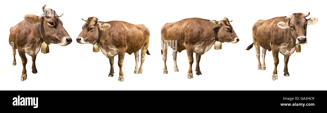 Set di bruno isolato vacche su sfondo bianco Foto Stock
