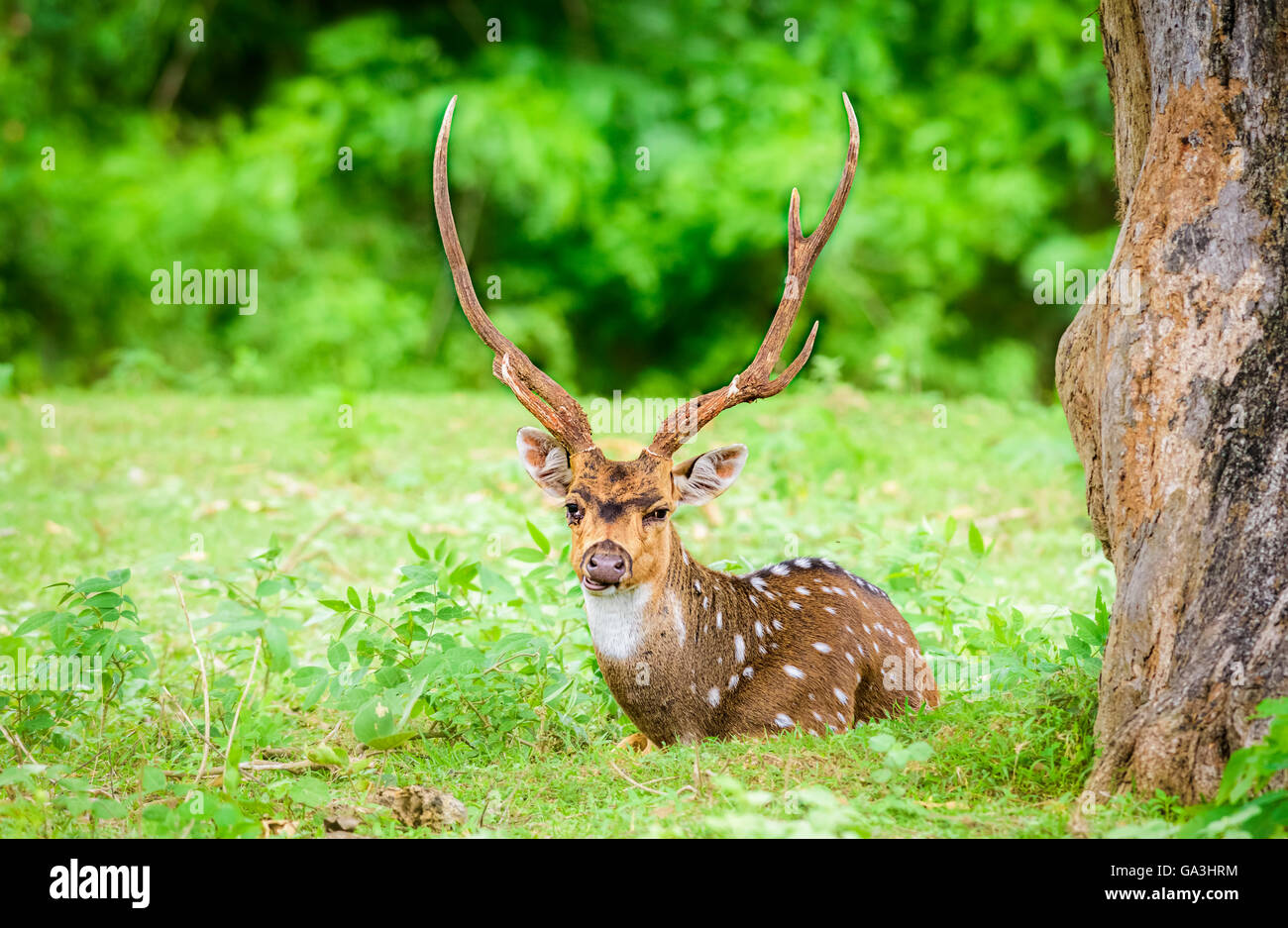 Animali protetti, Indiano Spotted Deer, asse asse, nome locale Chital o Cheetal, nel selvaggio in un parco nazionale con spazio di copia Foto Stock