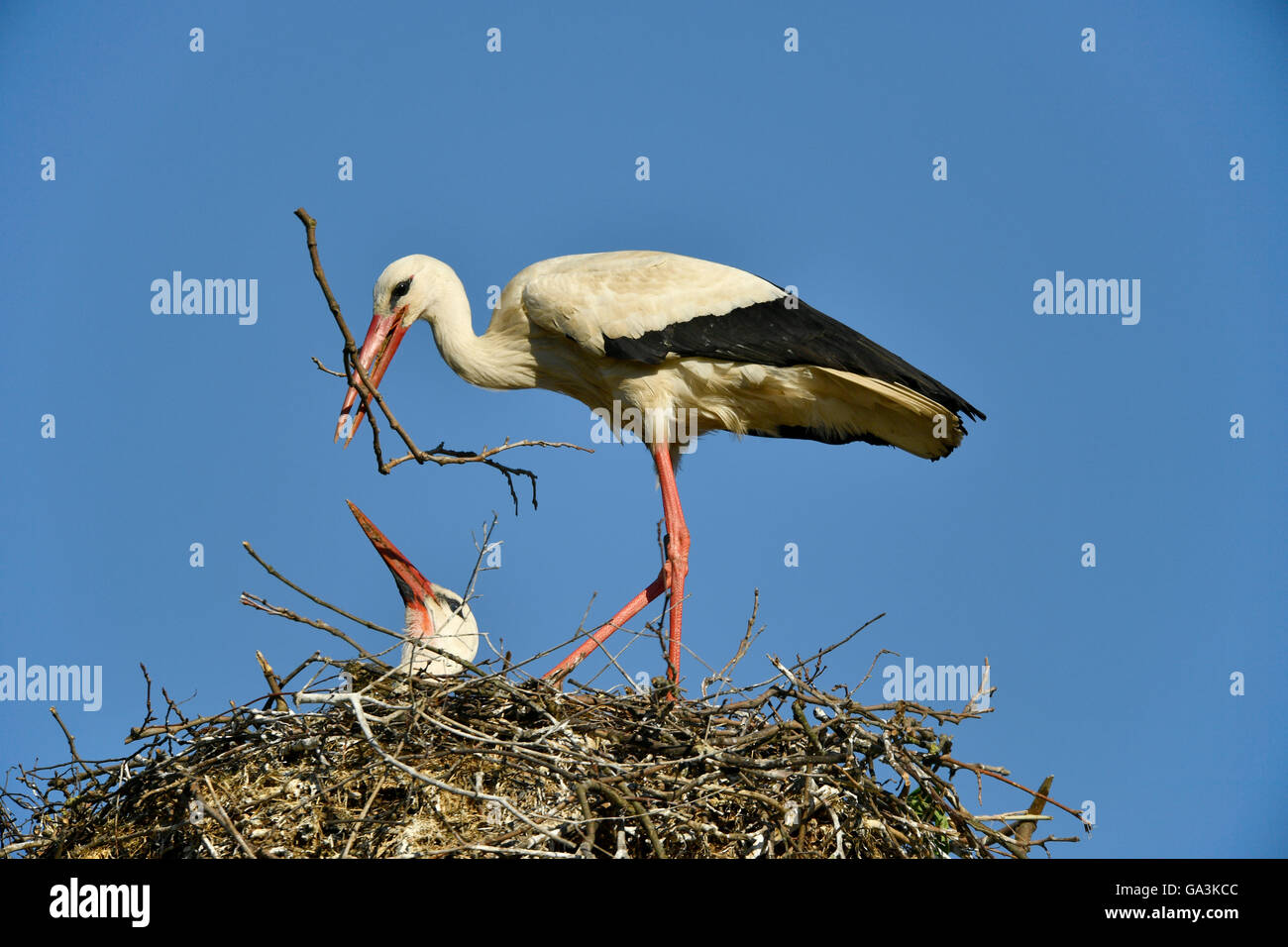 Cicogna bianca (Ciconia ciconia), coppia costruire il nido, Baden-Württemberg, Germania Foto Stock