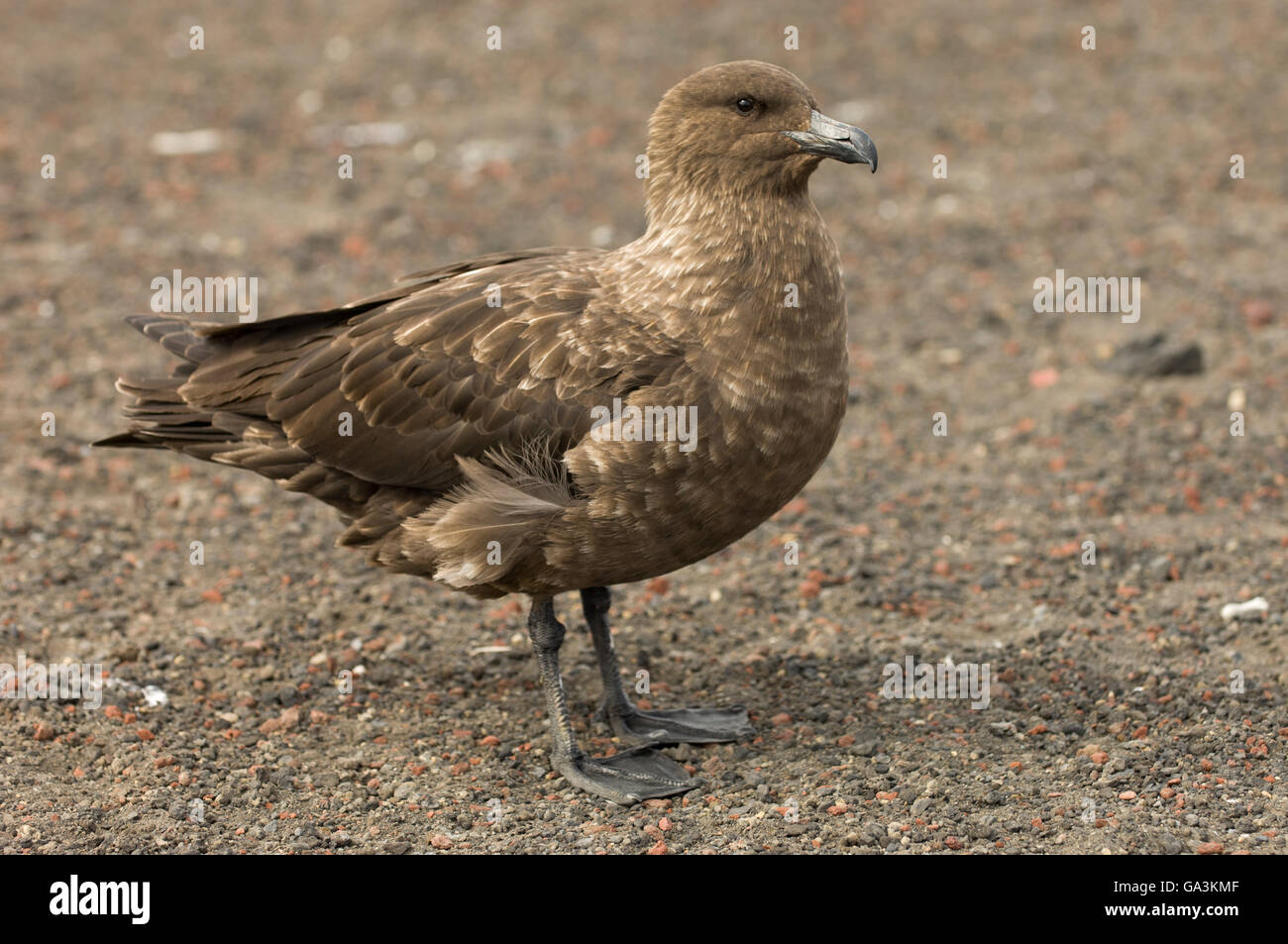 South Polar Skua (Stercorarius maccormicki), telefono Bay, isola Deception, a sud le isole Shetland, Antartide Foto Stock