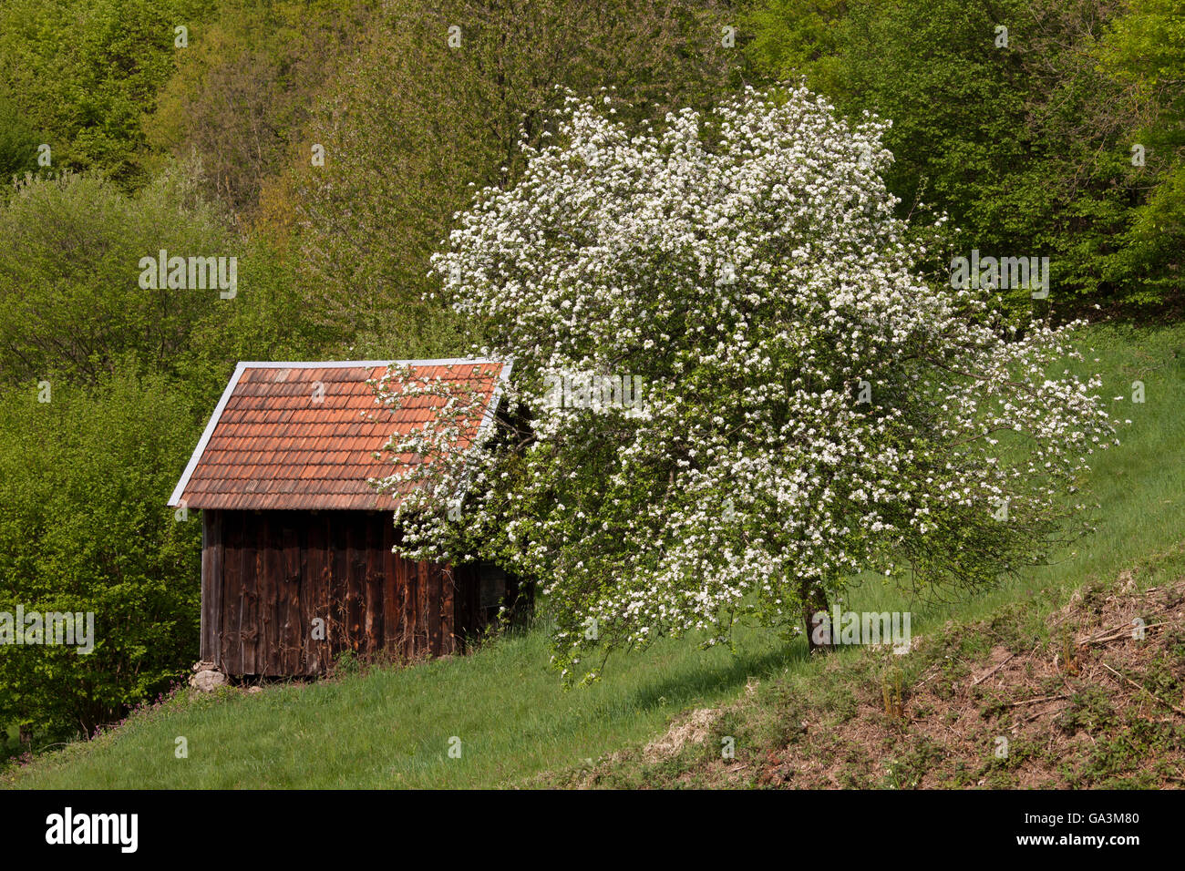 Fioritura di albero e cabina, Reichental valley, Foresta Nera, GERMANIA Baden-Wuerttemberg Foto Stock