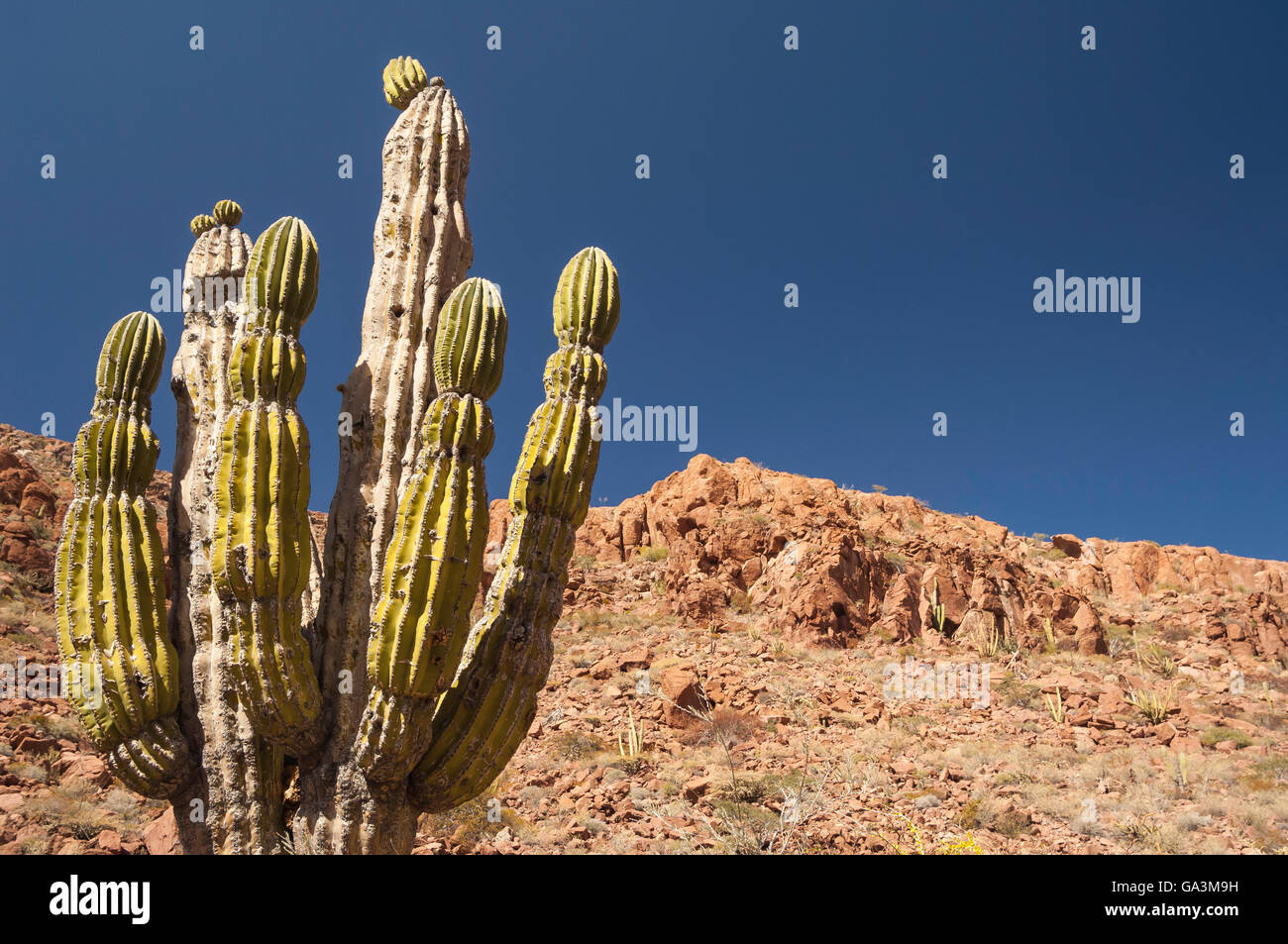 Cardon cactus, Pachycereus Pringlei, Isola di Espiritu Santo, Baja California Sur, Messico Foto Stock