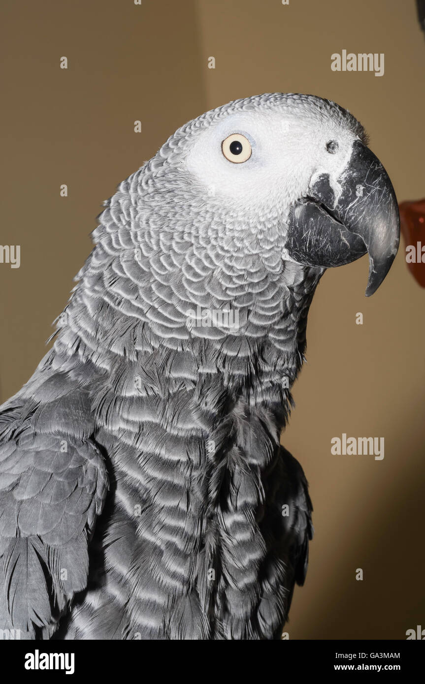 Congo pappagallo grigio africano, Psittacus erithacus erithacus, nativo di Africa occidentale e centrale e popolari come un uccello di pet Foto Stock